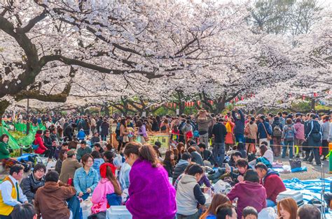 when does hanami happen.